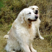 Photo de Golden retriever