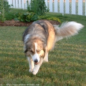 Photo de Border collie