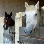 Photo de Races diffrentes