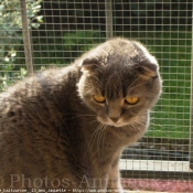 Photo de Scottish fold