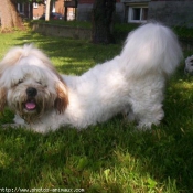 Photo de Lhassa apso