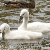 Photo de Cygne