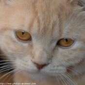 Photo de British shorthair