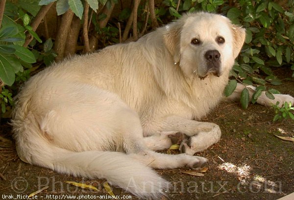 Photo de Chien de berger des tatras