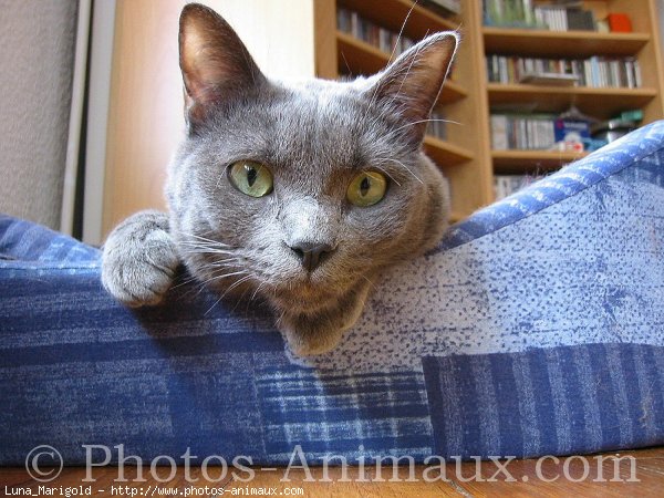 Photo de Chartreux