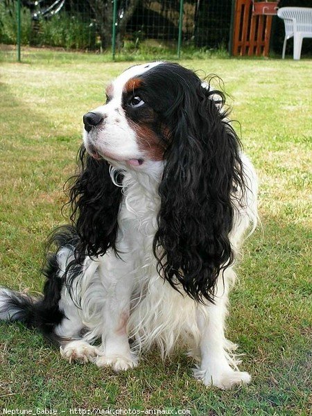 Photo de Cavalier king charles spaniel