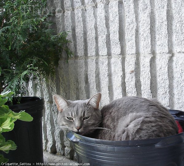 Photo de Chat domestique