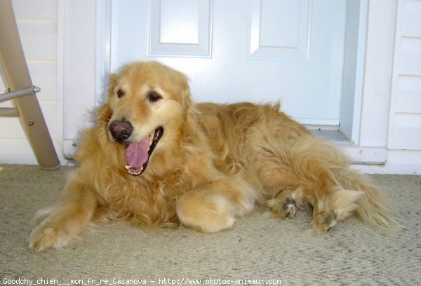 Photo de Golden retriever