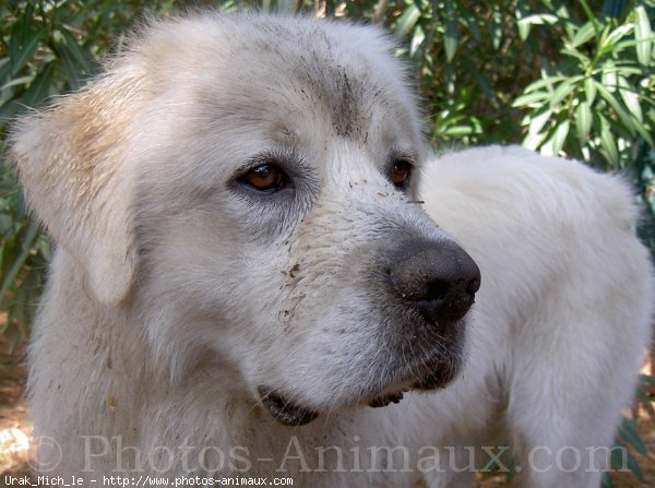 Photo de Chien de berger des tatras