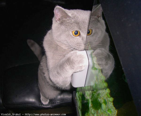 Photo de British shorthair