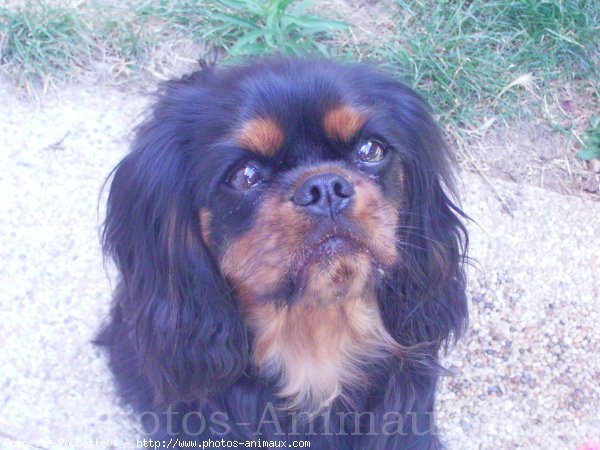 Photo de Cavalier king charles spaniel