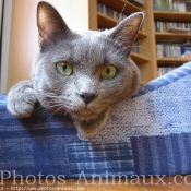 Photo de Chartreux