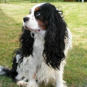 Photo de Cavalier king charles spaniel