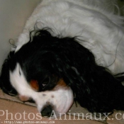 Photo de Cavalier king charles spaniel