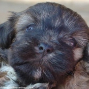 Photo de Lhassa apso