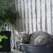 Photo de Chat domestique