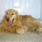 Photo de Golden retriever