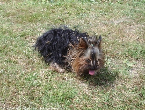 Photo de Yorkshire terrier