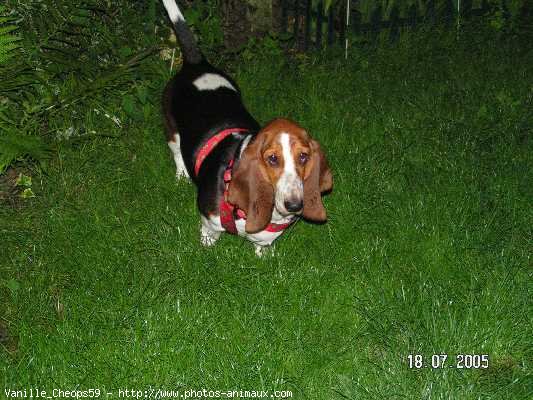 Photo de Basset hound