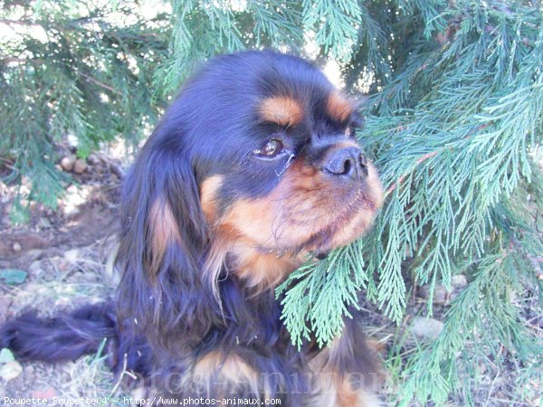 Photo de Cavalier king charles spaniel