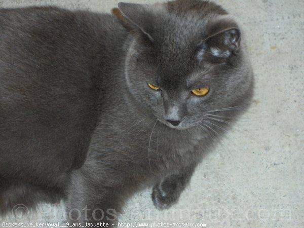 Photo de Chartreux