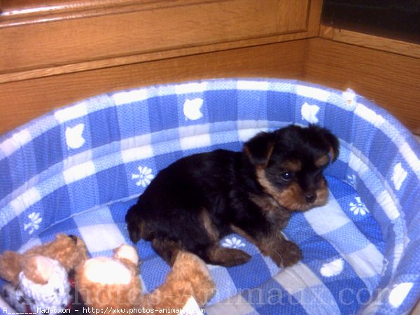 Photo de Yorkshire terrier