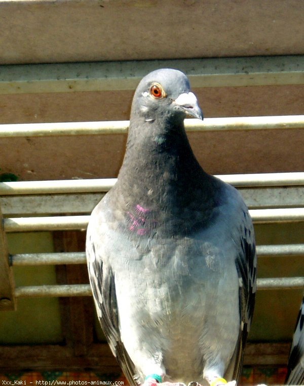 Photo de Pigeon