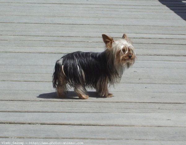 Photo de Yorkshire terrier