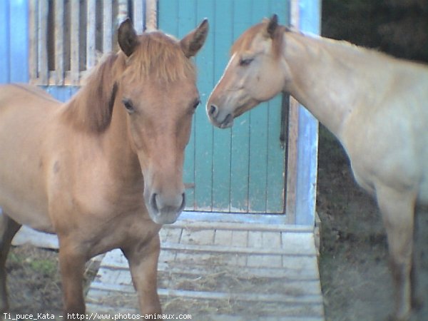 Photo de Quarter horse