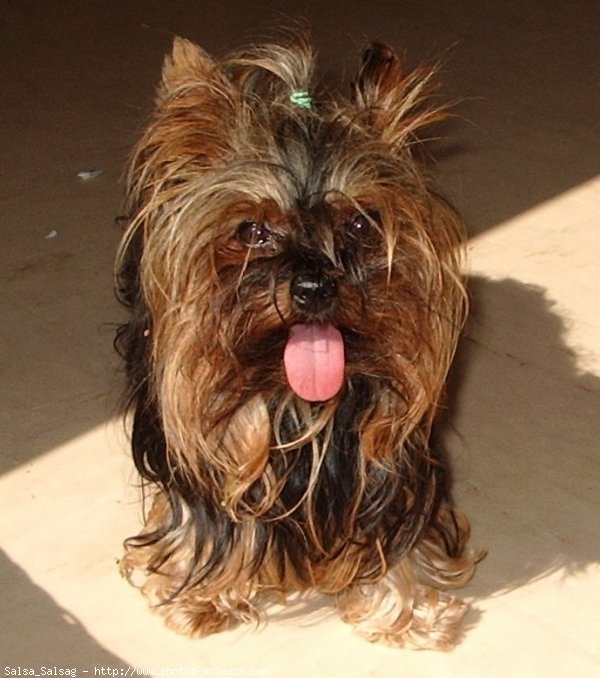 Photo de Yorkshire terrier