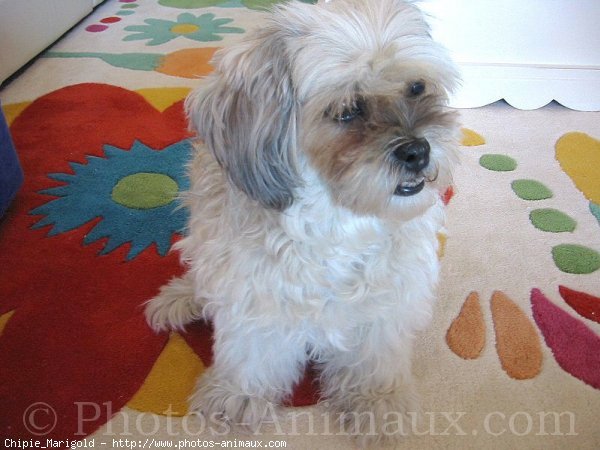 Photo de Lhassa apso