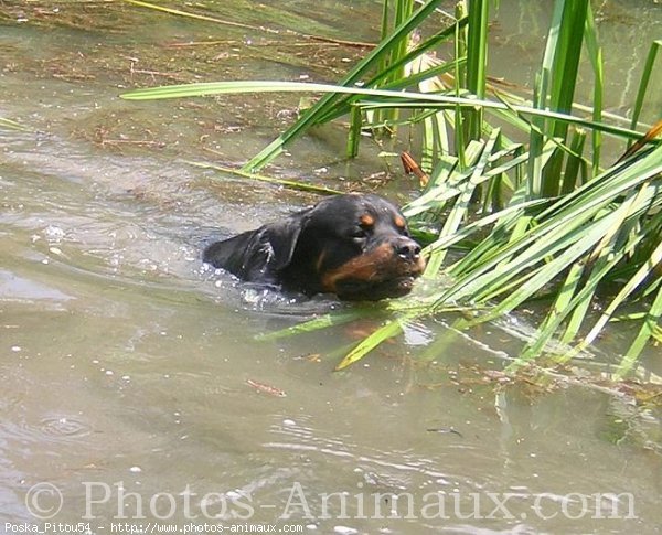 Photo de Rottweiler