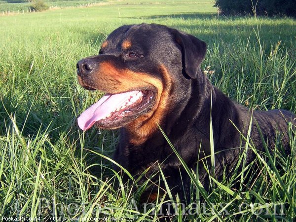 Photo de Rottweiler