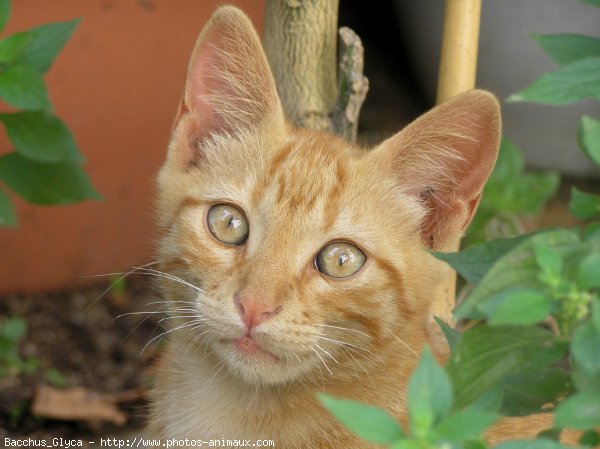 Photo de Chat domestique