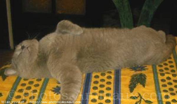 Photo de British shorthair