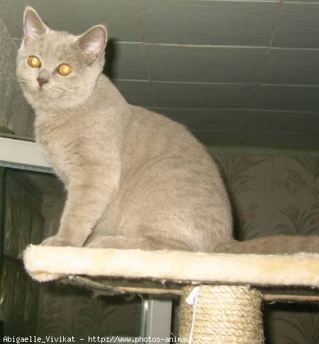 Photo de British shorthair