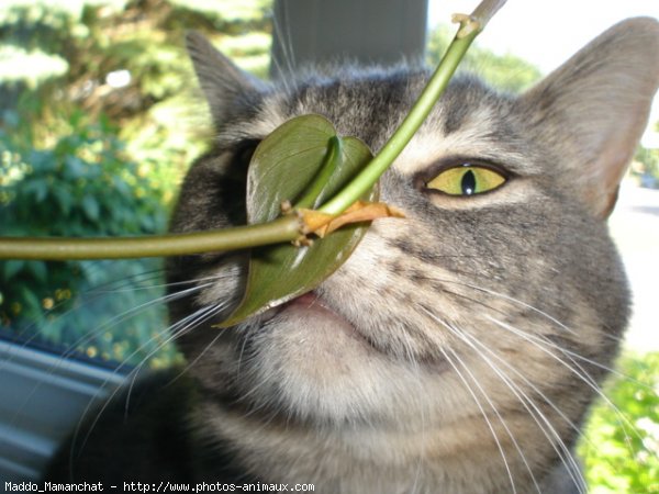 Photo de Chat domestique