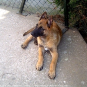 Photo de Berger belge malinois