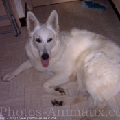 Photo de Berger blanc suisse