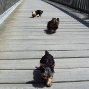 Photo de Yorkshire terrier