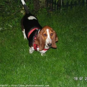 Photo de Basset hound