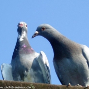 Photo de Pigeon