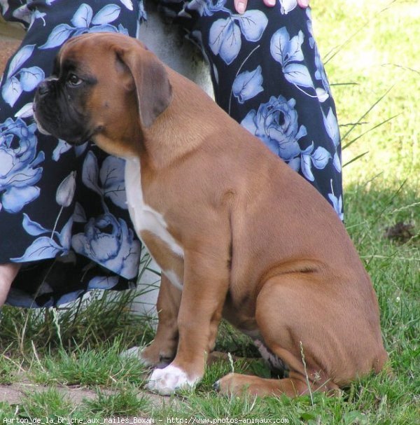 Photo de Boxer