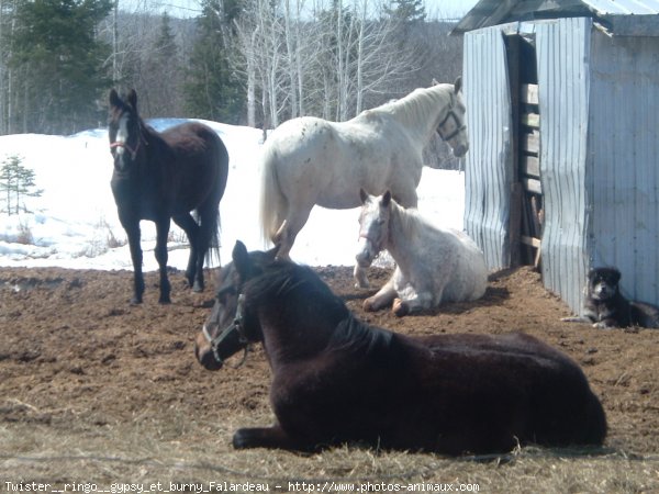 Photo de Races diffrentes