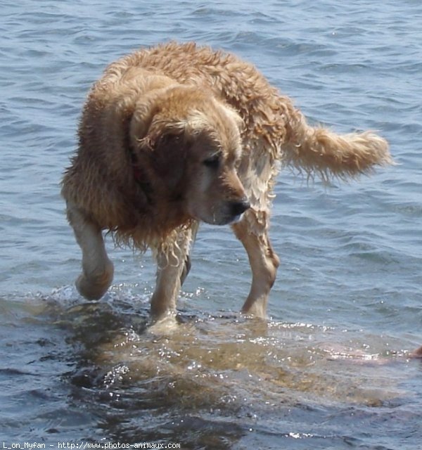 Photo de Golden retriever