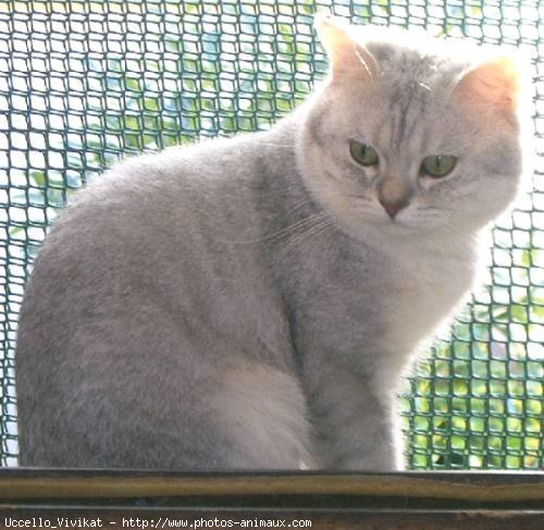 Photo de British shorthair