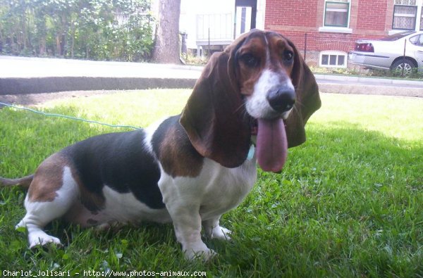 Photo de Basset hound