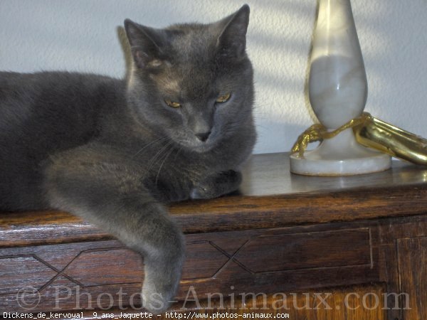 Photo de Chartreux