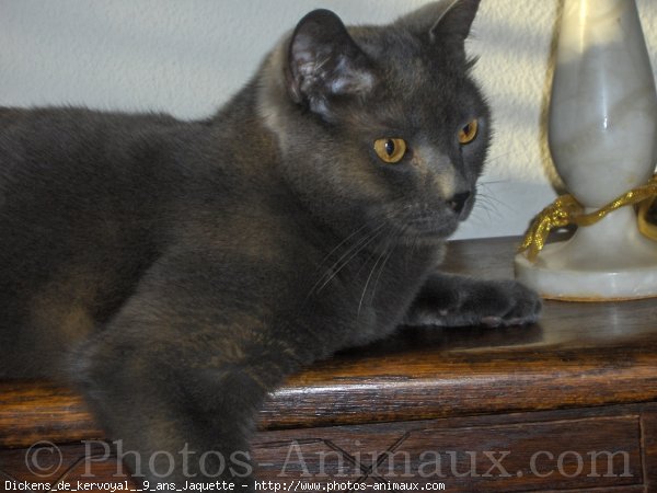 Photo de Chartreux