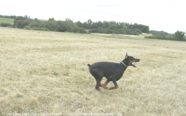 Photo de Dobermann